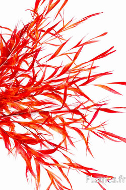 Goudfazant gekruld - gebleekt - 30-40 cm - rood-geel-wit
